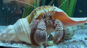 The largest species of hermit crab in the Western Atlantic is the giant red hermit crab seen here! While males have larger claws than females, both sexes have a right claw that is larger than the left. See this amazing creature in person by heading to our Nature Center. Open Tuesday-Saturday! | Conservancy of Southwest Florida
