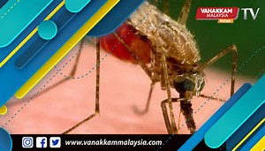 Want to get rid of mosquitoes? Coconut smell may help you -study reveals #latest #vanakkammalaysia #want #get #rid #mosquitoes #coconut #smell #may #help #you #reveals #study #trendingnewsmalaysia #malaysiatamilnews #fyp #vmnews #foryoupage | Vanakkam Malaysia