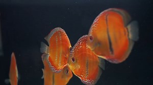 2.6K views · 136 reactions | Дикі дискуси від Santarem Discus Plus | Акваріум | Facebook