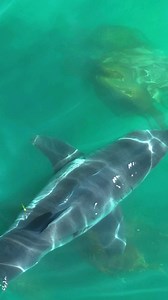 38K views · 522 reactions | A few scenes from yesterday evening. I love when sharks glide over kelp beds. Notice how the first shark has a small portion of his pectoral fin missing. These are resilient creatures with many battle scars. Both natural and man made. | The Malibu Artist | Facebook
