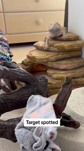 5.4K views · 28 reactions | Obstacle course to Sockabeth 罹❤️年 #funnyvideos #petsmartpartner #percy #percythebeardeddragon | Percy the Bearded Dragon | Facebook