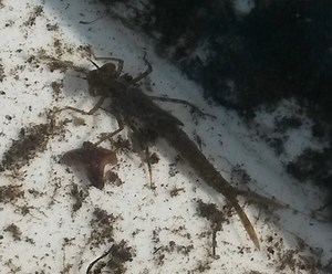 Arthropods, especially the aquatic ones