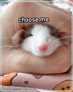 118K views · 4.7K reactions | this fancy rat is a clean boi | 9GAG Aww | Facebook