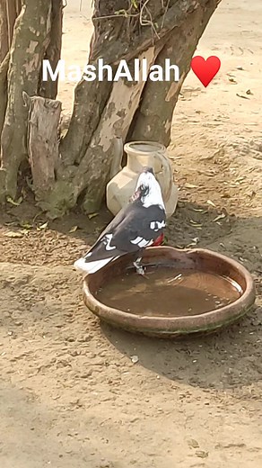 24K views · 842 reactions | #pigeon | Pigeon lovers | Facebook