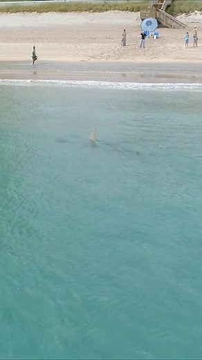 Monster hammerhead shark hunting the beach #drone #shark #nature #beach #wow #florida | Greg Royster