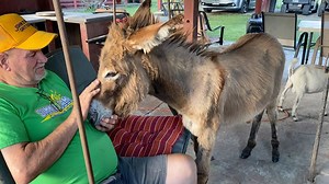 49K views · 6.2K reactions | Flip-flop Farmer on Reels | Facebook