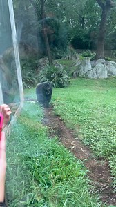 NC Zoo Chimps | Josh Ohmygosh