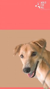 30 rescued puppies and kittens will be up for adoption and looking...