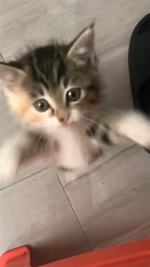 391K views · 13K reactions | aww so cute | Emperor Renzo | Facebook