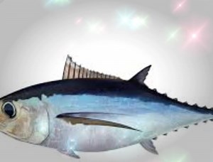 Sold out Fresh off the boat in Bodega Bay - Albacore Tuna! Support our local Fisherman. Call 707 477 0197. Posted 9-19-23 #sonomacounty #bodegabay #albacore #sonomacoast | Bodega Bay, CA