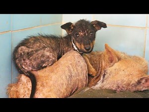Mumma and Little Coco's beautiful recovery from life-threatening mange.