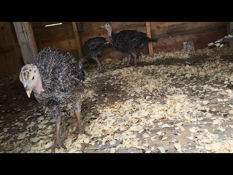 Beautiful 3 months old Broad Breasted Bronze Turkeys.