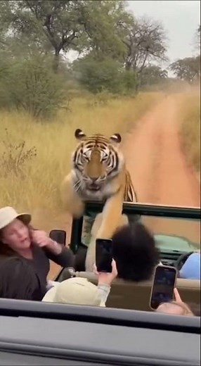 Tiger Chases Tourist Car — Shocking Safari Moment!
