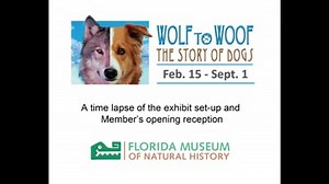 BEHIND-THE-SCENES: View this awesome video showing the assembly required for “Wolf to Woof!” | Florida Museum of Natural History