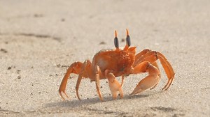 Crab Walking Across Beach Sand Slow Stock Footage Video (100% Royalty-free) 3992328565 | Shutterstock