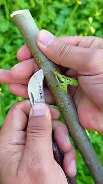 تعلم الطريقة الصحيحة لتطعيم شجرة التين بالعين 🌳 Learn the correct way to graft a fig tree #farming