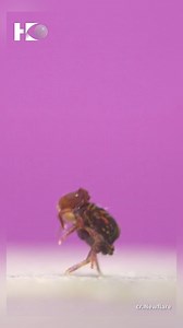 Researchers uncover secrets of springtail’s jumping ability. #bugs #NCSU #insects #nature #funfacts | HKeye