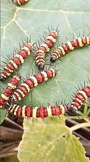 RARE Leopard Bugs (Sharpen Worms) On The Leaf #bug @MrKimsan1111
