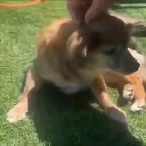 Happy Update Rescued by K9 Spirit Organization 4/28/23 ❤️❤️ Please send donations to : PayPal : Donate@k9spirit.org Venmo : @k9SpiritOrg (6475) 🆘️🆘️HILLIE HAS BEEN EUTH LISTED 🆘️🆘️ NEEDS OUT BY 5PM 4/28/23!!! UPDATE: Hillie has been made available to adopt by the public. Anyone can go to OC Animal Care and adopt. 714-935-6484 - call for an appointment if you would like to give this girl a home. So heartbreaking, senior stray with a host of medical issues. Shelter thinks could be a hospice si