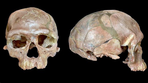 315,000-year-old Homo sapiens fossils found in Morocco