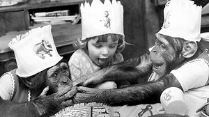 A Chimp’s Pretend Tea Party Is Raising Questions About Imagination