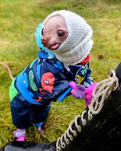 66K views · 2.8K reactions | The little tongue!  | Furry Tails | Facebook