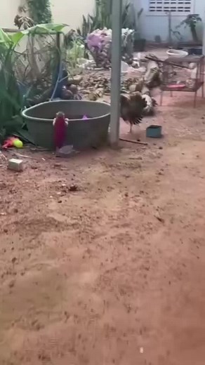 Funny monkey video: monkeys scared and humans teasing baby monkeys