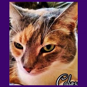 45 reactions · 3 comments | #NationalCatDay 李 Feel free to share your cats and kitties in the comments. We would love to see them! ❤ | Paws Claws And Whiskertails | Facebook