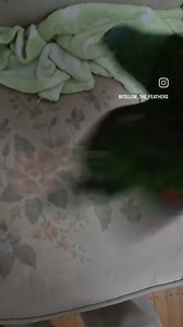 Perfect landing! Sonny is a 52 year old red-lored Amazon parrot. He's unable to fly and walking is hard for him but he excels at pretend flying. | Follow the Feathers