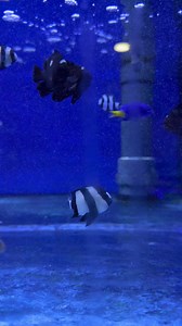 Dascyllus aruanus - IL CATTIVO Viene comunemente venduta con il nome...