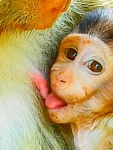 68K views · 1K reactions | Wow very intelligent baby monkey use her new invention technique lull Mom get Milk success #beautiful #monkeydluffy #monkeycute #babymonkey #monkeyface #lovely #monkey #cute #animals #animalsbaby #poormonkey #monkeycry #funny #funnyvideo #cuteanimals | MonkeyLily Family | Facebook