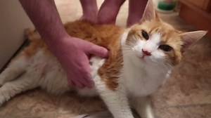 No one is allowed to leave!!! #cat #cats #cats_of_instagram #catsofinstagram #catoftheday #catoftheday #catlover #Catloversclub #catlife #catlady #catgram #cute #cutenessoverload #cuteanimals #cutecats #kitty #kittycat #meow #happy #happycat #fyp | Butters