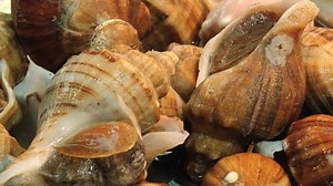Live Seashells Fish Market Busan Korea Stock Footage Video (100% Royalty-free) 16437310 | Shutterstock