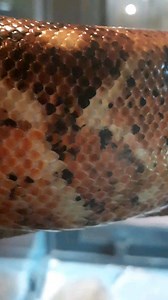 5K views · 91 reactions | Boa imperator 李 | Alternatus Uruguay | Facebook