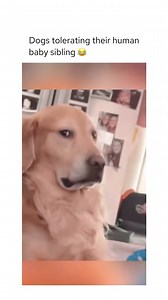 4.2K views · 29K reactions | Tolerant good boys and girls  #dogmemes #dogs #dogsdaily #dogsofinstagram #doglover #dog | Relax My Dog | Facebook