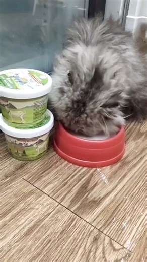 “Why goat milk yogurt for your kitty? It’s gentle on tiny tummies, rich in probiotics, and helps maintain a healthy coat. Healthy inside, purrfect outside! ” #CatHealth #ProbioticsForPets #NutritionForCats #petsmile#cat#cats#catsofinstagram #catlover #catlife #catlovers | PetSmile-sustainable pet products | Facebook