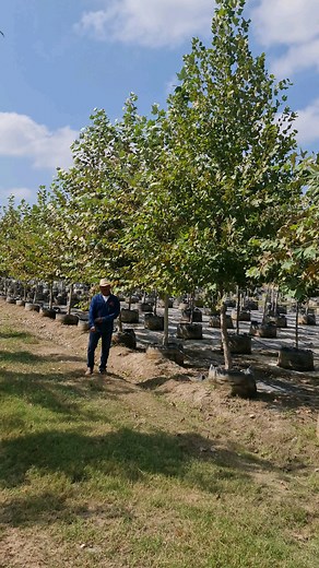 ALAMO SICOMORO / SYCAMORE / LONDON PLANE (PLATANUS OCCIDENTALIS) CON DON ALEX . . "DEL DESIERTO AL BOSQUE EN UN MOMENTO" . . Cotizaciones y precios al WhatsApp 8267694470 / 8128783834 y tel 8181040101 / 8262638733 viverosregionales@gmail.com arbolmax3@gmail.com Gracias por contactarnos. #trees #savethetrees #jardineria #climatechange #treephotography #arbolesdemexico #arboles #vivero #arquitecturadelpaisaje #paisajismo #landscapearchitect #construccion #reforestacion #arboricultura #deldesiertoa