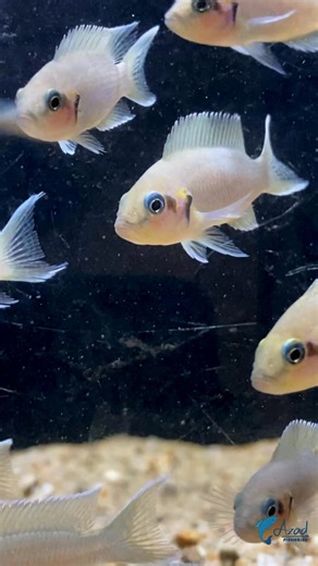 👑 Neolamprologus Brichardi – The royal beauty of Tanganyika that adds elegance to every tank! 🌊 #Brichardi #TanganyikaCichlid #AquariumGem | Azad Fisheries