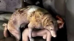 3D Animal test sex with dog, tabaway