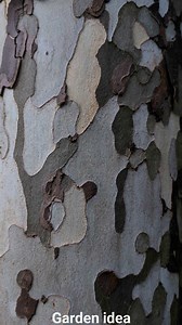 Platanus | Garden Idea