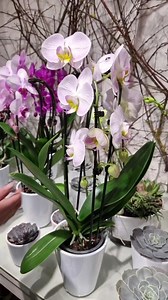 126K views · 3.8K reactions | Pekný deň ♡ Nech sa páči...pozrite aké sú nádherné... | KVETY Silvia | Facebook