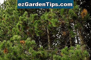 Maladies des pins autrichiens 🌱 Conseils Jardiniers - Fr.ezGardenTips.com