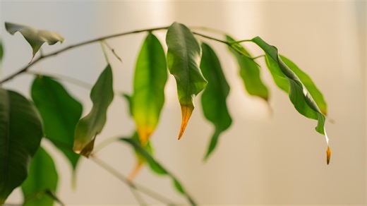 An Easy DIY Soil Mix That Helps Plants Thrive Without Waterlogging - House Digest