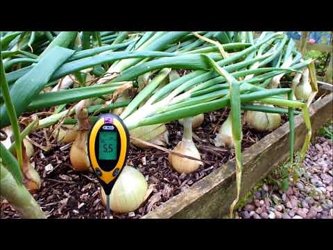 Big Summer Onions out Winter Onions in quick turnaround in a raised bed. How to grow Onions.
