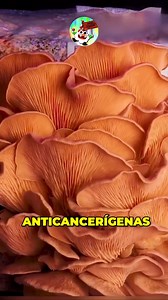 Este hongo medicinal tiene propiedades anticancerígenas 🍄 #hongosmedicinales #hongos #reinofungi | Gnomo Curioso
