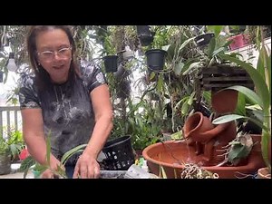 How to plant an orchid