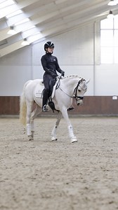 Take a look at this eye-catching 7-year-old pony, Golden Globe! He is a powerful mover with plenty of ‘here I am’ attitude, great potential, three expressive gaits and he is ready to compete. More information and video here: https://helgstranddressage.com/sales-horses2/golden-globe/ | Helgstrand Dressage