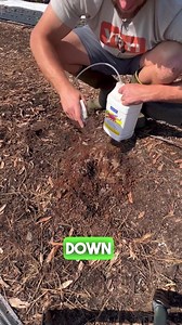 Using Orange Guard to Get Rid of Fire Ants in Your Garden. Tired of dealing with pesky fire ants in your garden? Try Orange Guard to get rid of them! We’re showing you how to use this orange peel extract solution to poke a hole in the mound they’ve formed #fireants #garden #orangeguard #fireantsingardenbeds #howtogetridoffireantsingarden #orangepeelextract #gardenbeds #gardening #organicgardening #organicpestcontrol #marketgarden #marketgardening #smallscalefarm #gardening101 #gardenpestmanageme