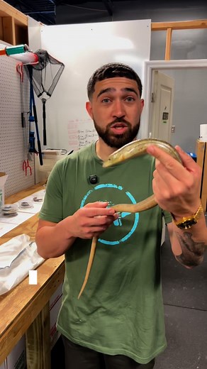 Legless Lizard Ready for shipping ! #leglesslizard #lizard #lizards #lizardsofinstagram #reptile #reptiles #reptilesofinstagram | Imperial Reptiles & Exotics, LLC