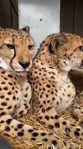 Tongue out Tuesday with our retired cheetah ambassadors Chance and Bravo. | Cincinnati Zoo & Botanical Garden